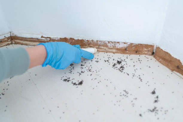Best Wasp Removal Services  in Southern Shores, NC